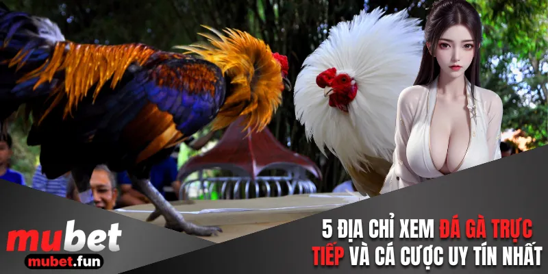 Đá gà trực tiếp